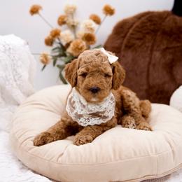 Orange collar girl - Red  female Goldendoodle puppy in Spokane, Washington from Beloved_doodles_WA