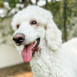 Poodles from Tri-Cities Royalty Poodles
