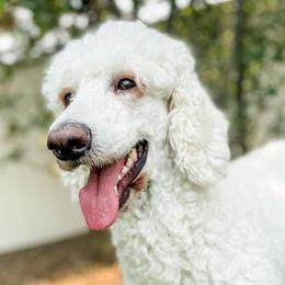 Poodles from Tri-Cities Royalty Poodles