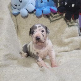 Nymphadora Tonks - Blue and white female Great Dane puppy in Pollock, Louisiana from Danes Done Right