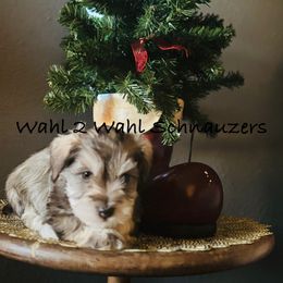 Flint - Parti male Miniature Schnauzer puppy in Littleton, Colorado from Wahl 2 Wahl Schnauzers