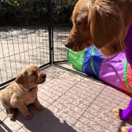 Golden Retriever Puppies from Golden Wiggle Retrievers