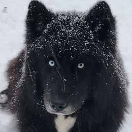 Saph - Siberian Husky