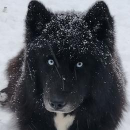 Saph - Siberian Husky