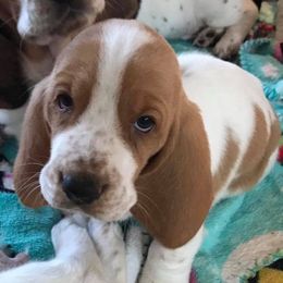 Basset Hounds from Charli Rose & Co Basset Hounds