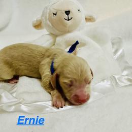 Ernie - Cream male Dachshund puppy in Wichita Falls, Texas from Long Dogs in The Falls