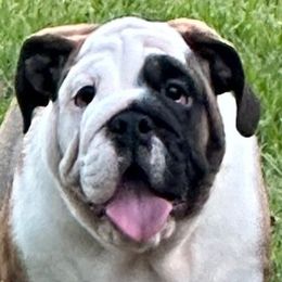 Olivia - Red and white Bulldog puppy in Lakeland, Florida from Love That Bulldog Hicks Family Division