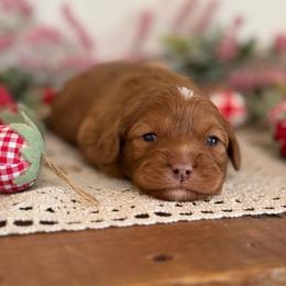 Robin - Red female Cavapoo puppy in Kankakee, Illinois from Apricot Roots Doodles