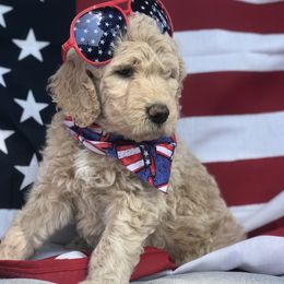 Goldendoodle, Schnoodle, and Sheepadoodle Puppies from Dood Ranch