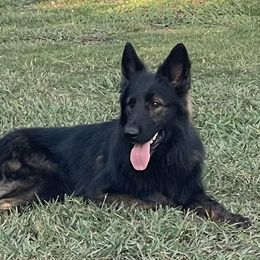 Haeger - German Shepherd