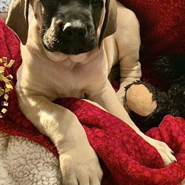 Mastiff Puppies from Eagle Pond Mastiffs