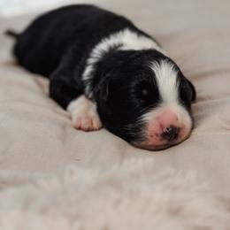 Shadow AKC - Black tri-color male Australian Shepherd puppy in Polk City, Florida from Skaky Shepherds