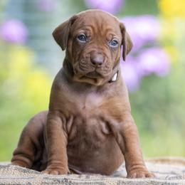 Girl 2 - Red wheaten female Rhodesian Ridgeback puppy in Hillman, Minnesota from Rhoxwood Kennel