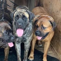 Mastiffs from Beauclerc Mastiffs