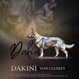 Dakini - German Shepherd