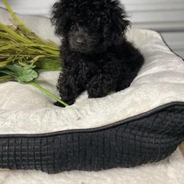 Labrador Retriever, Poodle, Shih Tzu, and Yorkshire Terrier Puppies from Silver Bells Paw Prints