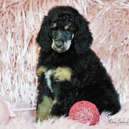 Poodle Puppies from Antigua Standard Poodles