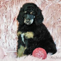 Poodle Puppies from Antigua Standard Poodles