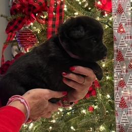 ANGEL - Black female German Shepherd puppy in Coats, North Carolina from T'S SHEPHERDS