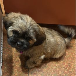 Poodles and Shih Tzus from Carrillo pets