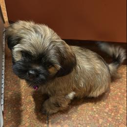 Poodles and Shih Tzus from Carrillo pets
