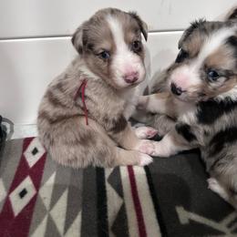 Red collar boy - Red merle male Australian Shepherd puppy in Flat Rock, Alabama from Fluffy Butt Acres