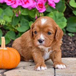 Blain - Red male Cavapoo puppy in Gap, Pennsylvania from Country View Puppies ( License 18816)