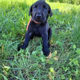 Orange Boy - Black male Labrador Retriever puppy in Potosi, Wisconsin from Point and Flush Gun Dogs
