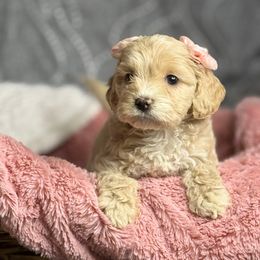 Princess - Cream female Maltipoo puppy in Bakersfield, California from Silvia's Maltipoos