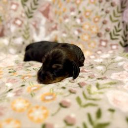 Mercutio - Black and tan male Dachshund puppy in Nampa, Idaho from 208 Wiener Wiggle Butts LLC