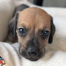 Remi - Sable female Dachshund puppy in Waddell, Arizona from The Bearded Companions