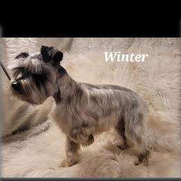 Allie - Miniature Schnauzer