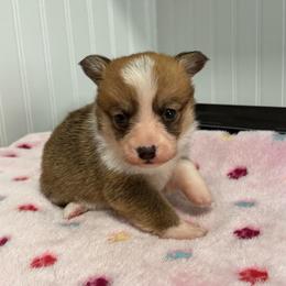 Juno 6 - White and red female Pembroke Welsh Corgi puppy in Jenkinsburg, Georgia from Red Elephant Farms