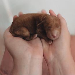 Cosmo - Red  male Goldendoodle puppy in Austin, Texas from Cedarcrest Goldendoodles