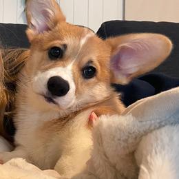 Parsley/Georgie - Pembroke Welsh Corgi puppy from Corgipuppystore