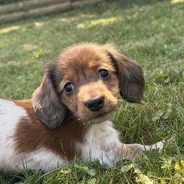 Dachshund Puppies from Dueck Dachshunds