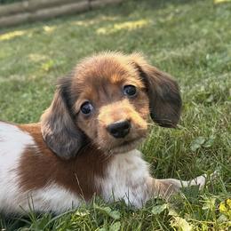 Dachshund Puppies from Dueck Dachshunds