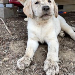 Labrador Retriever Puppies from Jewell Labradors