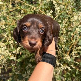 BabyBox - Chocolate and tan female Dachshund puppy in Duncan, Arizona from Bootheel Doxies