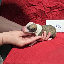 Jasper - White and red brindle male Whippet puppy in Alvin, Texas from Pecan Grove Akitas & Whippets