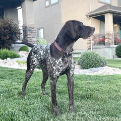 German Shorthaired Pointer All Grown Up from Silver Mountain Pointers