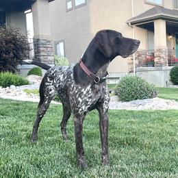 German Shorthaired Pointer All Grown Up from Silver Mountain Pointers