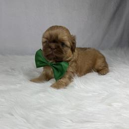 Austin - Liver male Shih Tzu puppy in Columbia, Kentucky from Lisa Bandy Luxe Shih Tzu