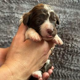 Magnolia - Red tri-color female Australian Shepherd puppy in Columbia Falls, Montana from Firefly Horse Co Wellness Retreat Center