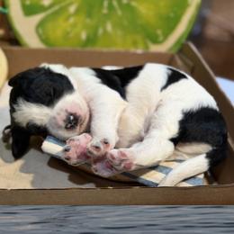 Banks - Black and white male Bernedoodle puppy in Coopersburg, Pennsylvania from Deutsch Hund Haus