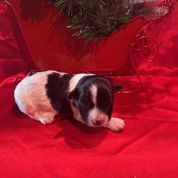 Havanese Puppies from Shadycove K9