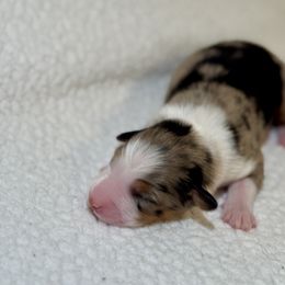 Girl 1 - Blue merle female Australian Shepherd puppy in Beaverdam, Virginia from Cimmarun Farm Aussies