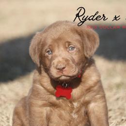 Boy 1 - Chocolate male Labrador Retriever puppy in Capron, Virginia from Triple Creek Kennel