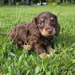 Raya - Chocolate and cream female Dachshund puppy in Yacolt, Washington from Cassiopeia Doxies
