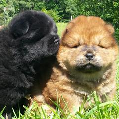 Chow Chow from Twilight Chows